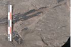 Foto (Detailansicht) von Taeniopteris vittata  (NHMW-GEO-2024-0188-10606)